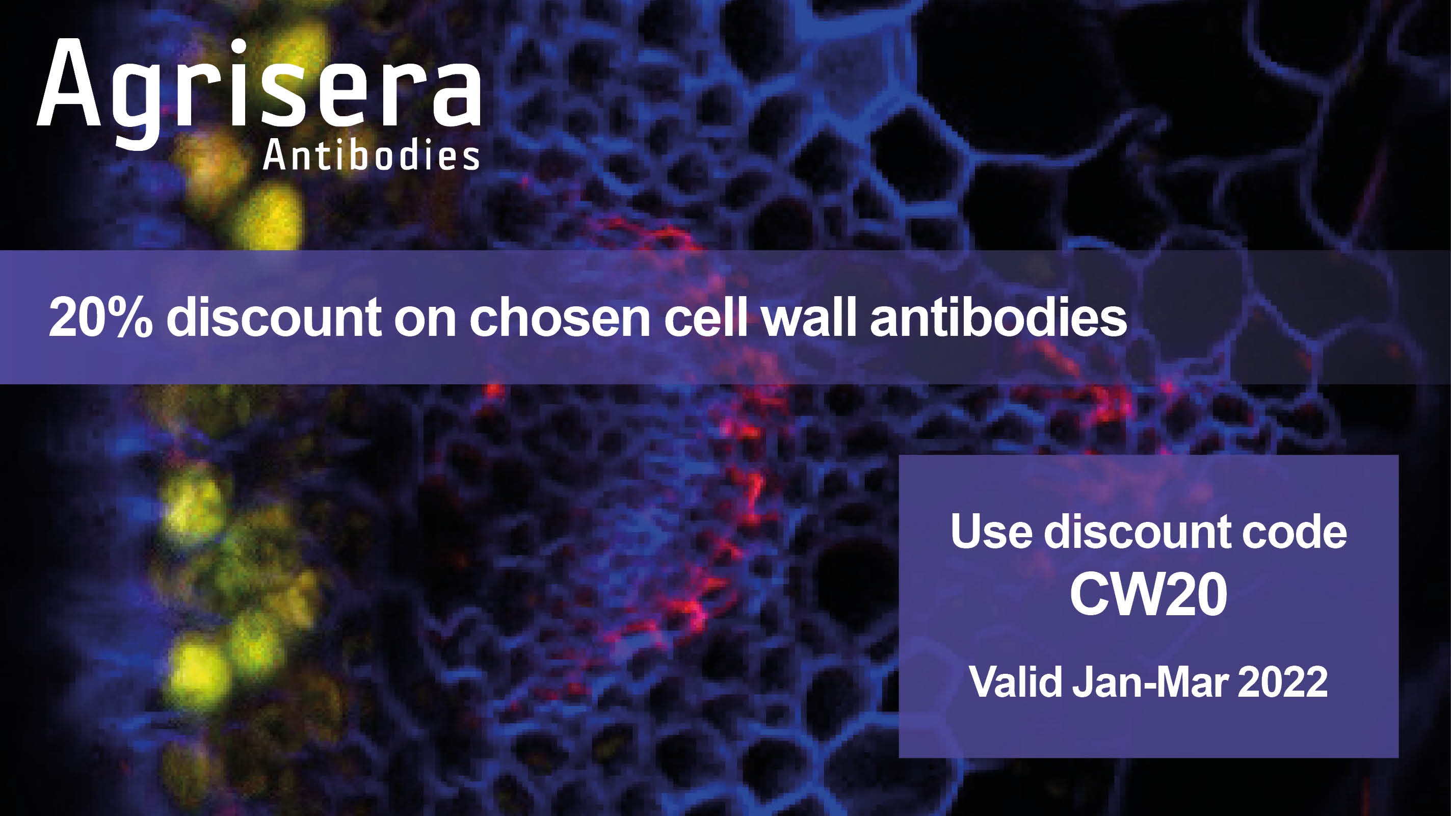 Agrisera Cell Wall Antibody Promo